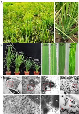 Rice Gall Dwarf Virus Promotes the Propagation and Transmission of Rice Stripe Mosaic Virus by Co-infected Insect Vectors